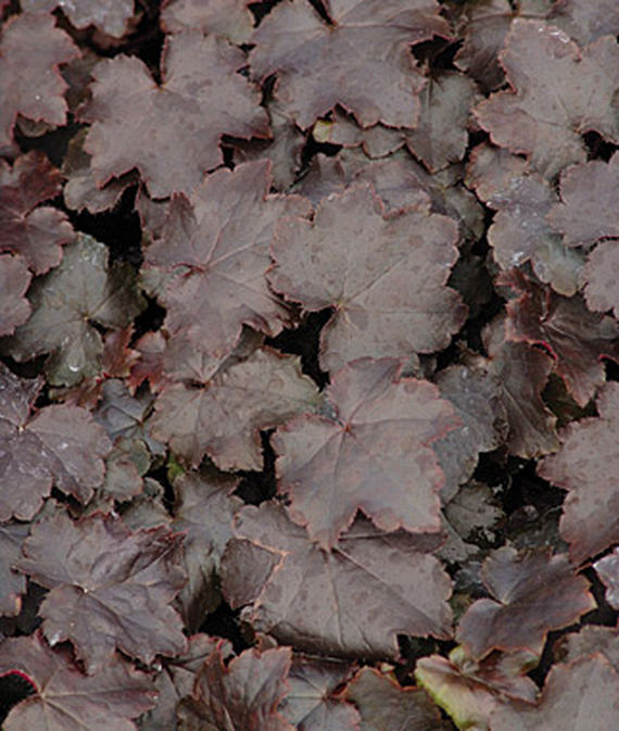 Heuchera, Blackout PP